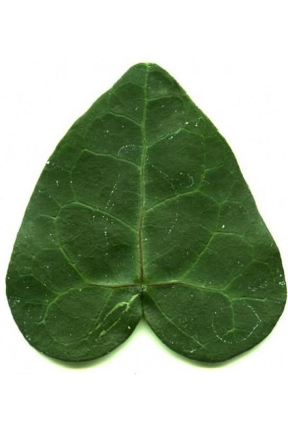 Hedera helix ‘Teardrop’